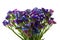 Purple Blue Violet Statice Bouquet