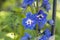 Purple, blue and white larkspur flower