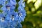 Purple, blue and white larkspur flower