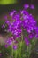 Purple bluebell flowers bouquet