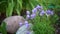 Purple bluebells grow in the garden between the stones