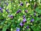 Purple Bluewings or Wishbone Flowers Plant