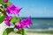 Purple bougainvillaea flowers in front of sea background