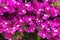 Purple Bougainvillea background