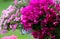 Purple bougainvillea blooming with pink petunia