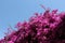 Purple bougainvillea blooms on a sunny day