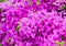 Purple Bougainvillea blossom