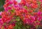 Purple bougainvillea in the city of Lahaina on the island of Maui, Hawaii.