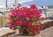 Purple bougainvillea in the city of Lahaina on the island of Maui, Hawaii.