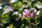 purple Bougainvillea flower