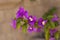 Purple Bougainvillea Flower