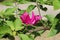 Purple bougainvillea flower on daylight, Panicle Bunch Fragrant pink and purple, flower with blurred background