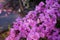 Purple bougainvillea flower front focus