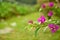 Purple Bougainvillea Flowers