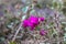 Purple bougainvillea flowers. Aberdare, Kenya