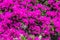 Purple Bougainvillea flowers in bloom.