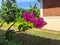 Purple bougainvillea flowers growing in the garden