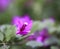 Purple bougainvillea in full bloom with water drops and green leaf
