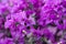 Purple bougainvillea full image.Coast ups purple bougainvillea