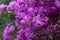 Purple bougainvillea full image.Coast ups purple bougainvillea