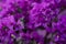 Purple bougainvillea full image.Coast ups purple bougainvillea