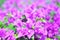 Purple bougainvillea in the garden close up picture