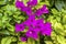 Purple Bougainvillea Green Leaves San Miguel de Allende Mexico