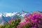 Purple Bougainvillea and Mountains