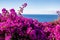 Purple Bougainvillea and ocean