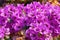 Purple Bougainvillea - ornamental vine