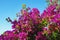 Purple Bougainvillea - ornamental vine with flower-like leaves - against blue sky