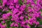 Purple Bougainvillea - ornamental vine with flower-like leaves ,  background