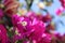 Purple Bougainvillea over blue sky, Touch of spring