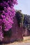 Purple bougainvillea plant tree