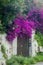 Purple bougainvillea plant tree