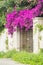 Purple bougainvillea plant tree