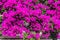 Purple Bougainvillea, scientific name Bougainvillea glabra.