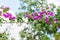 Purple bougainvillea spectabilis flower blooming against cloudy sky in Shenzhen, China. Bougainvillea also known as great