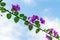 Purple bougainvillea spectabilis flower blooming against cloudy sky in Shenzhen, China. Bougainvillea also known as great