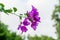 Purple bougainvillea spectabilis flower blooming against cloudy sky in Shenzhen, China. Bougainvillea also known as great