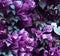 Purple Bougainvillea tropical flower bush climbing vine landscape garden AI-Generated