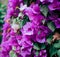 Purple Bougainvillea tropical flower bush climbing vine landscape garden AI-Generated