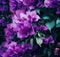 Purple Bougainvillea tropical flower bush climbing vine landscape garden AI-Generated