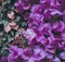 Purple Bougainvillea tropical flower bush climbing vine landscape garden AI-Generated