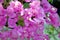 Purple Bouganvillia