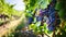 Purple Bounty: Exploring Luscious Grape Clusters in Vast Vineyards