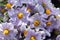 Purple bouquet flowers potato, selective focus