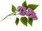 Purple branch of lilac with green leaves isolated on white background