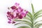 Purple branch orchid flowers with green leaves on white background