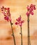 Purple branch orchid flowers, Orchidaceae, Phalaenopsis known as the Moth Orchid